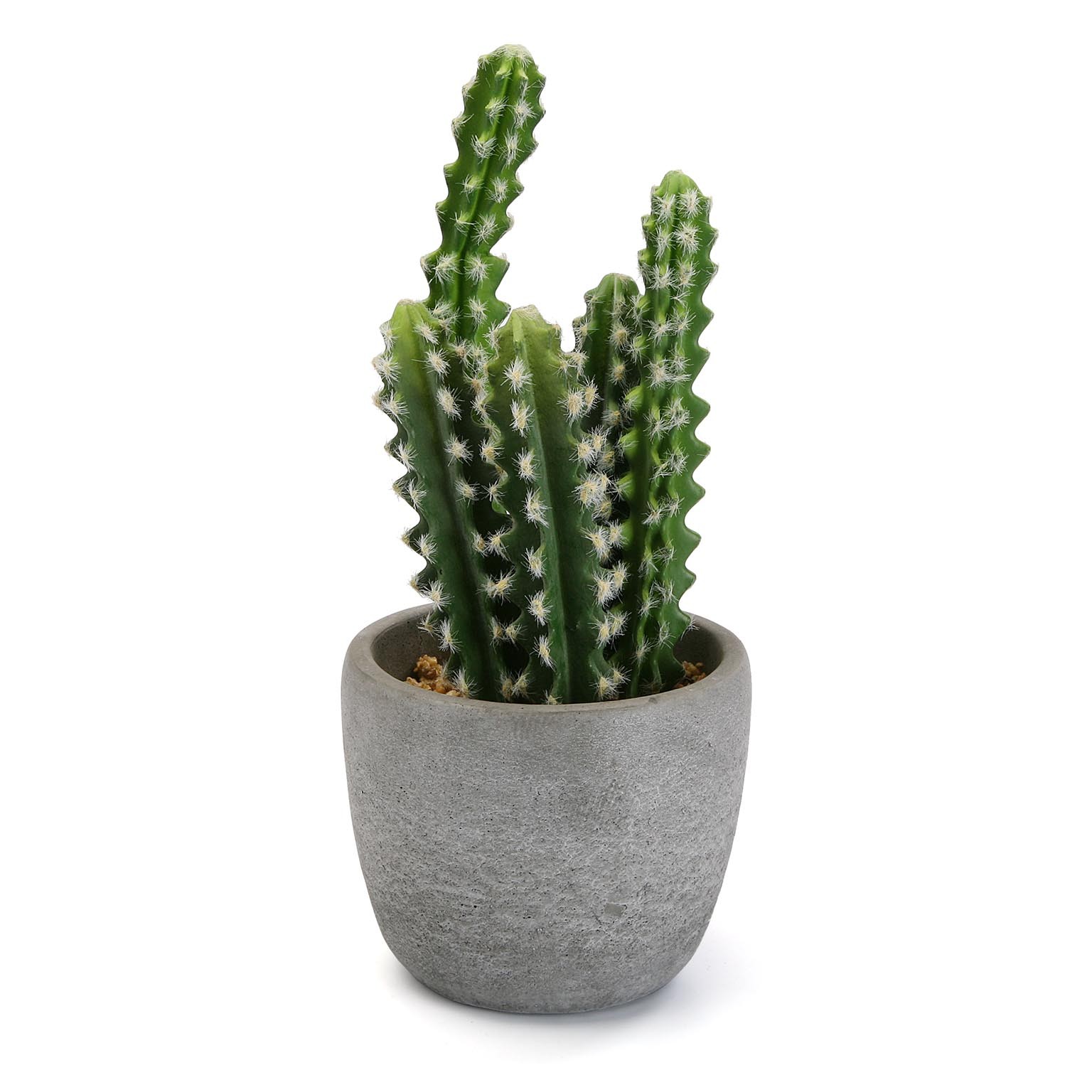 CACTUS EN MACETA